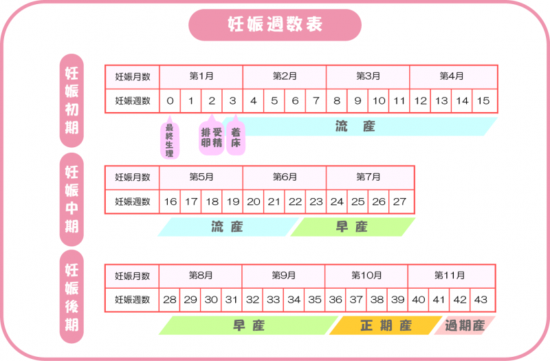 生理 周期 の 数え 方