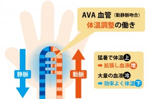 avacontents